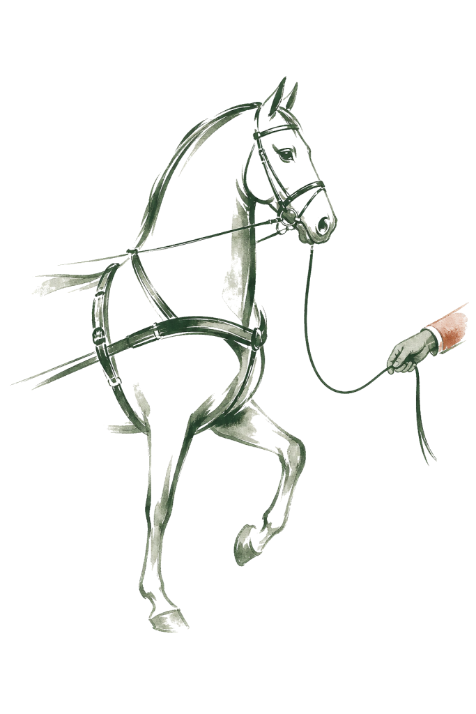Illustration d’un cheval d’attelage harnaché, conduit à la longe